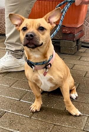 Bulma Cagnolina Meticcia